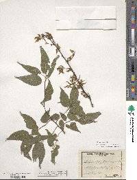 Celtis laevigata image