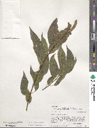 Celtis laevigata image