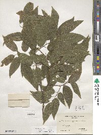 Celtis laevigata image