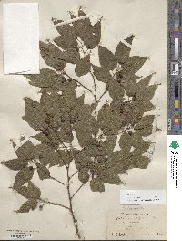 Celtis laevigata image