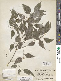 Celtis laevigata image