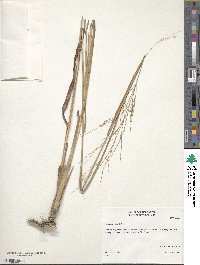 Panicum virgatum image