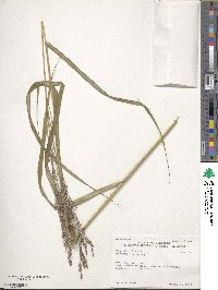 Panicum virgatum image