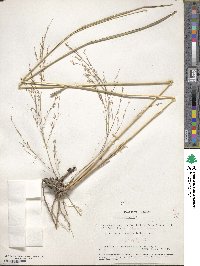 Panicum virgatum image