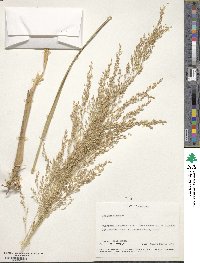 Panicum virgatum image