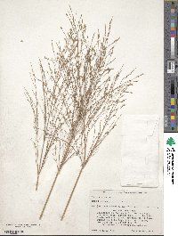 Panicum virgatum image