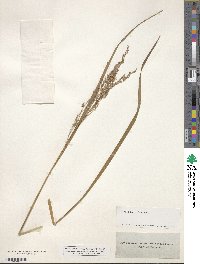 Panicum virgatum image