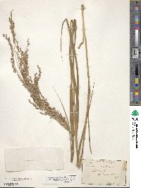 Panicum virgatum image