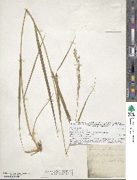 Panicum virgatum image