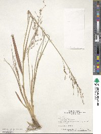 Panicum virgatum image