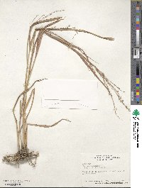 Panicum virgatum image