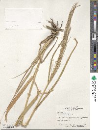 Panicum virgatum image