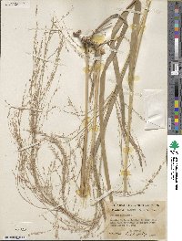 Panicum virgatum image