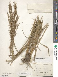 Panicum virgatum image