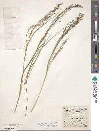 Panicum virgatum image