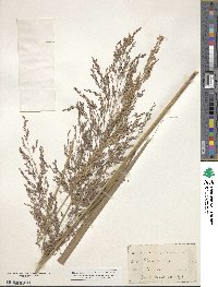 Panicum virgatum image