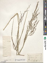 Panicum virgatum image