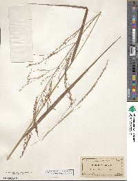 Panicum virgatum image