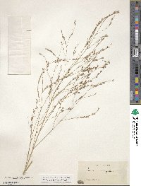 Panicum virgatum image