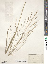 Panicum virgatum image