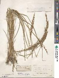 Panicum virgatum image