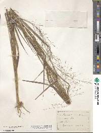 Panicum virgatum image