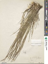 Panicum virgatum image