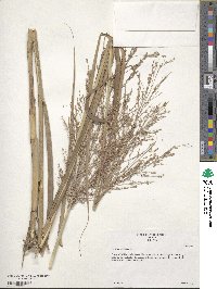 Panicum virgatum image