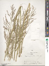 Panicum virgatum image