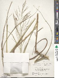 Panicum virgatum image