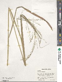 Panicum virgatum image