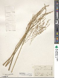 Panicum virgatum image