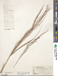 Panicum virgatum image