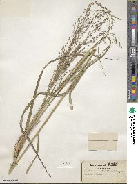 Panicum virgatum image