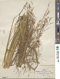 Panicum virgatum image