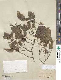 Celtis laevigata image