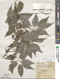 Celtis laevigata image