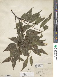 Celtis laevigata image