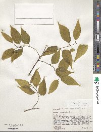 Celtis laevigata image