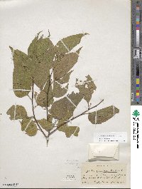 Celtis laevigata image