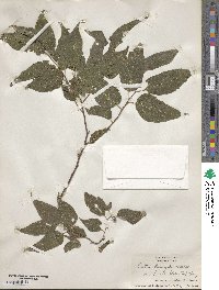 Celtis laevigata image