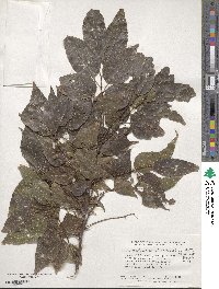 Celtis laevigata image