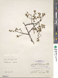 Celtis laevigata image