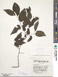 Celtis laevigata image