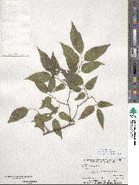 Celtis laevigata image