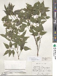 Celtis laevigata image