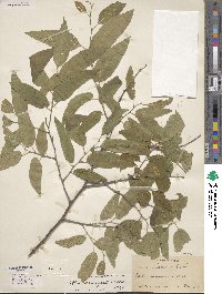 Celtis laevigata image