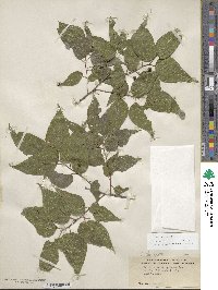 Celtis laevigata image