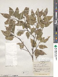 Celtis laevigata image