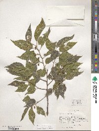 Celtis laevigata image